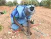 Carnage des mines en Casamance et déminage - 12447 vues