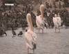 Le parc national aux oiseaux du Djoudj - 11011 vues
