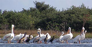 Pélicans dans la lagune de Mbodiène