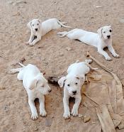 Chiots Dogue Argentin