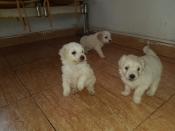 Chiots bichon