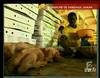 2003 : Producteurs de poulets sénégalais menacés - 10209 vues