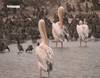 Le parc national aux oiseaux du Djoudj - 11765 vues